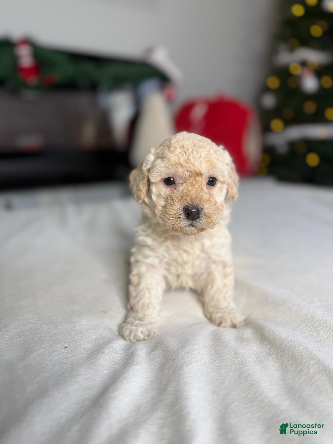 Mixed Breed dogs for sale: PEANUT  - Ad 3