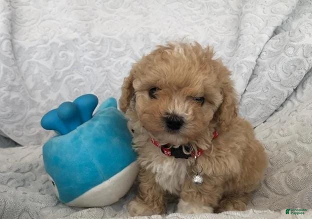 Maltipoo dogs Cindy - Ad 22