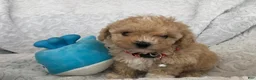 Maltipoo dogs for sale: Cindy - Ad 1