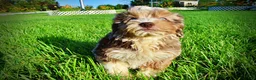 Havapoo dogs for sale: Elektra - Ad 14