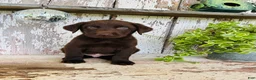 Labrador Retriever dogs for sale: Sawyer  - Ad 4