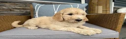 Goldendoodle dogs for sale: Violet  - Ad 5