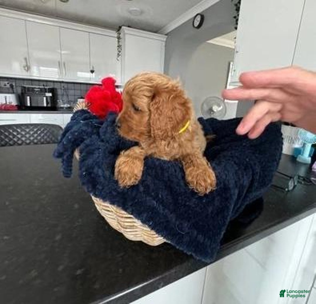 Cavapoo dogs for sale: Jordan - Ad 12