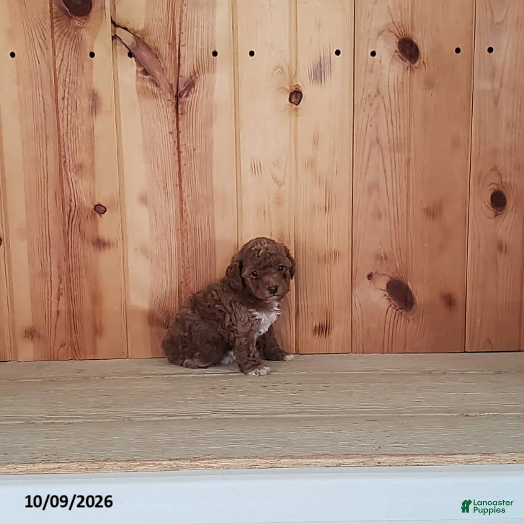 Toy Poodle dogs for sale: Princess - Ad 8