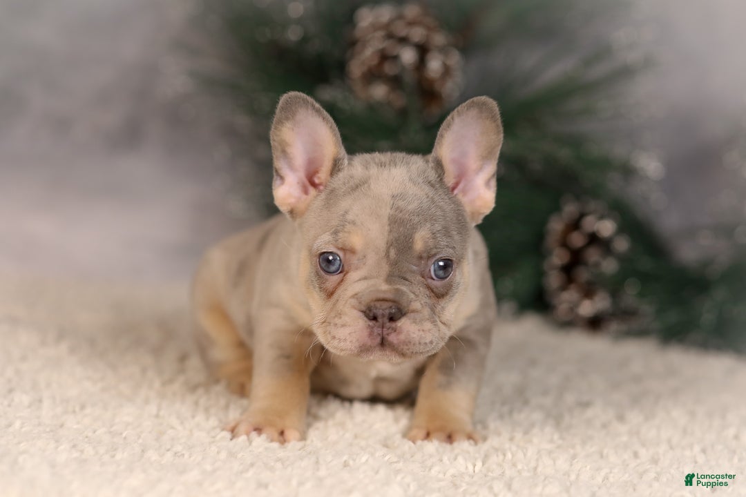 French Bulldog dogs for sale: Bingo - Ad 3