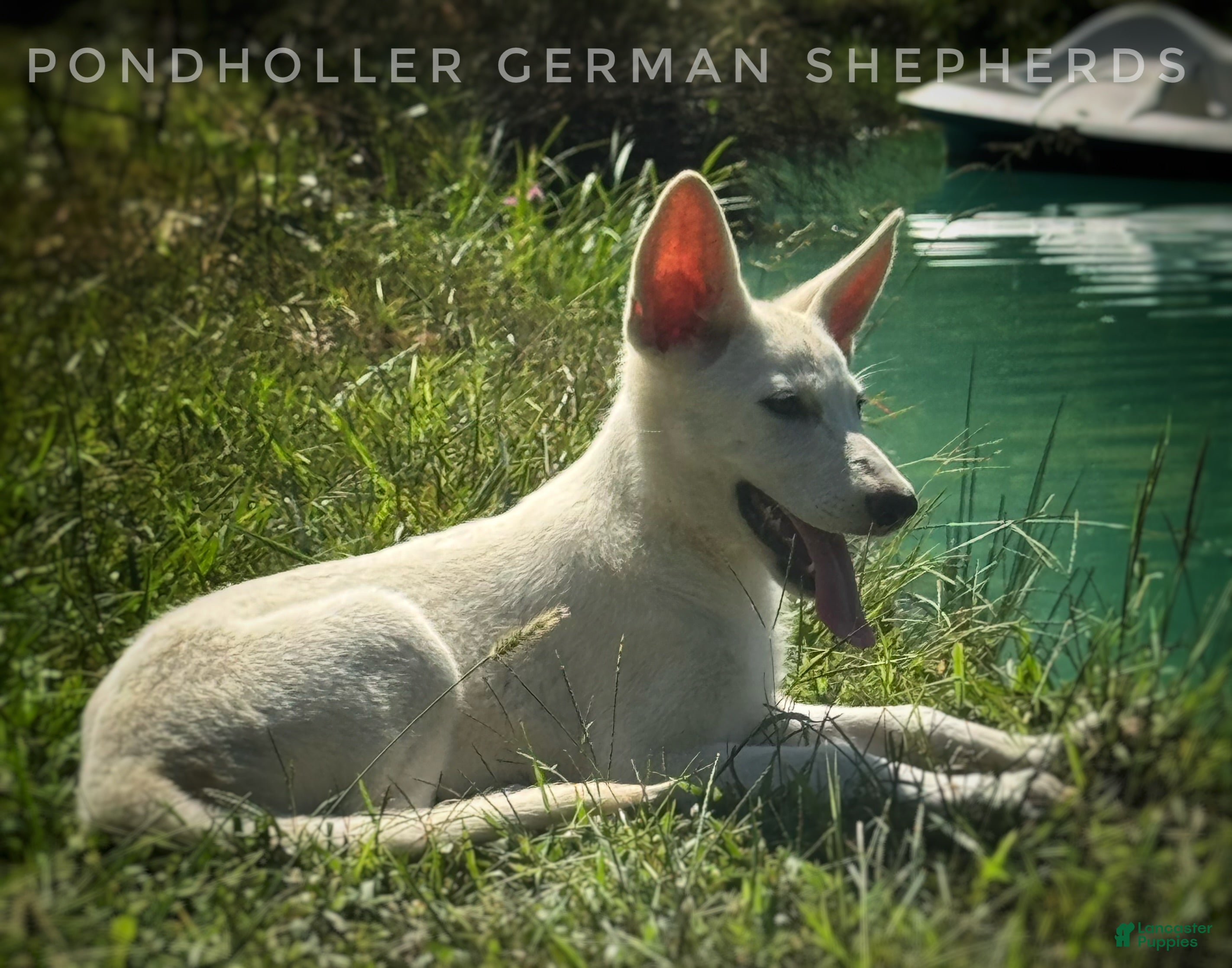 German Shepherd dogs German Shepherd 2 - Ad 21