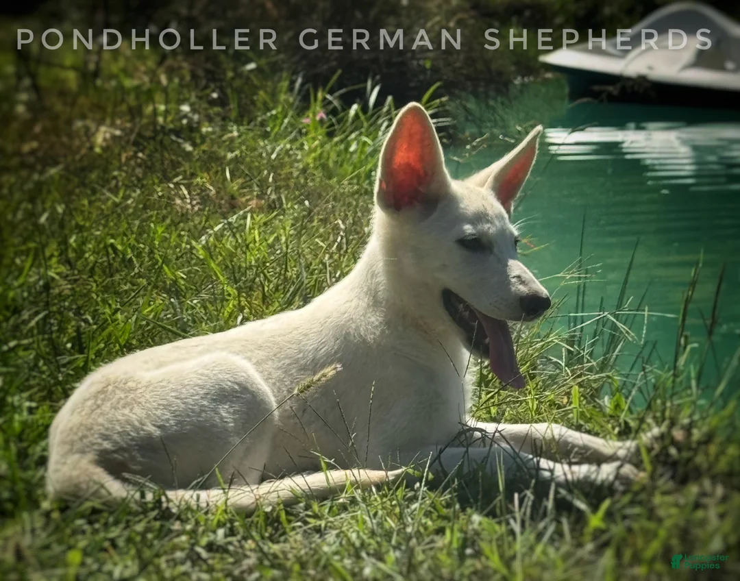 German Shepherd dogs for sale: German Shepherd 2 - Ad 1