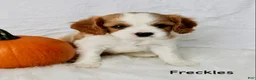 Cavalier King Charles Spaniel dogs for sale: Freckles - Ad 2