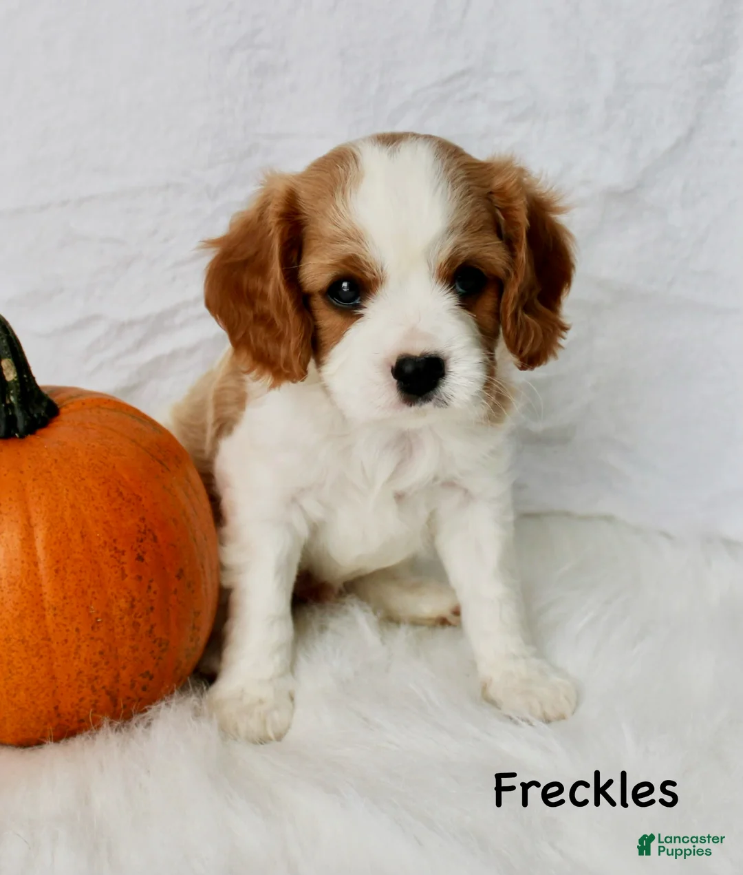 Cavalier King Charles Spaniel dogs for sale: Freckles - Ad 2