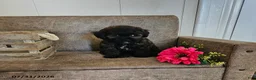 Miniature Poodle dogs for sale: Opal - Ad 2