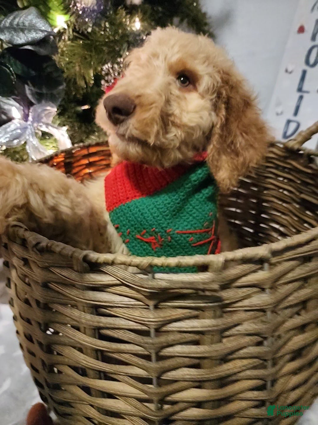 Goldendoodle dogs for sale: Jr. - Ad 2