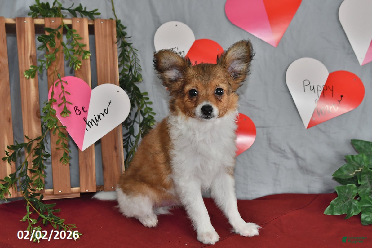 Papillon dogs Cruzer - Ad 2