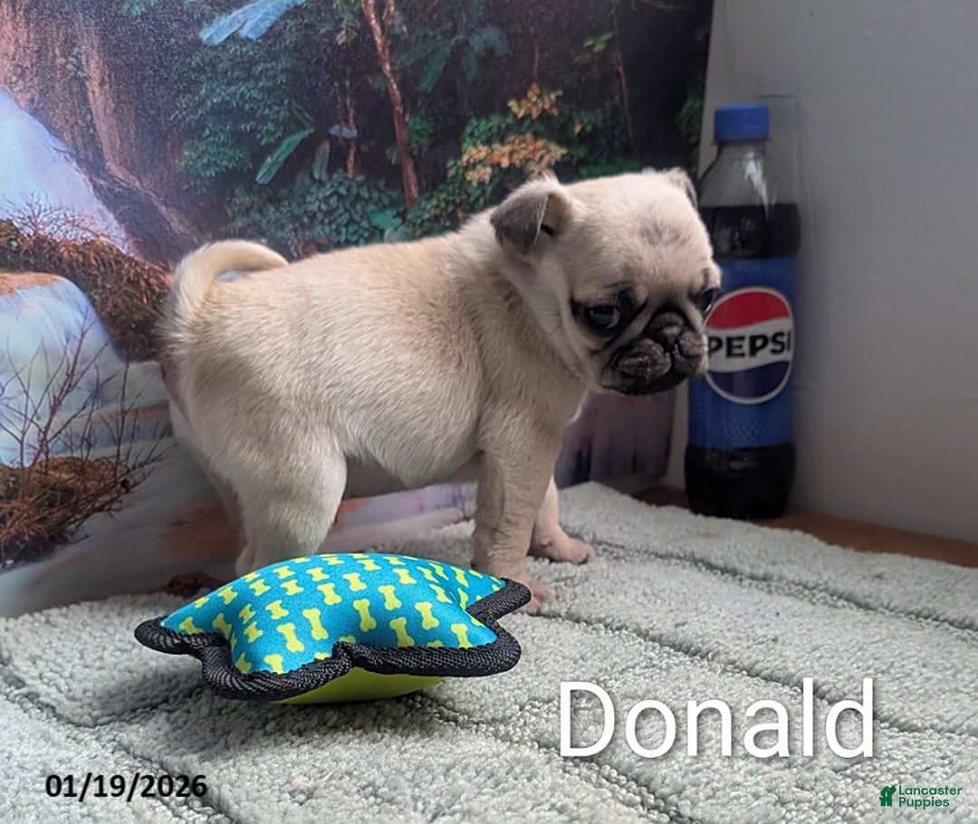 Pug dogs for sale: Donald - Ad 4