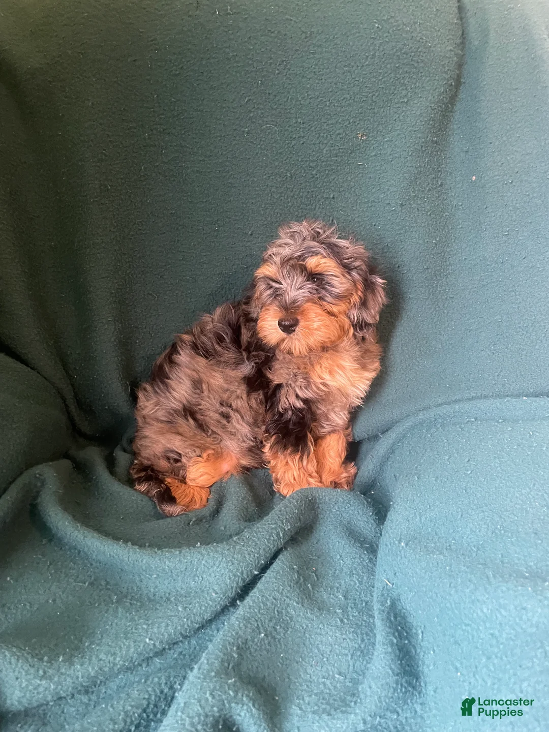 Cockapoo dogs for sale: Cockapoo 1 - Ad 7