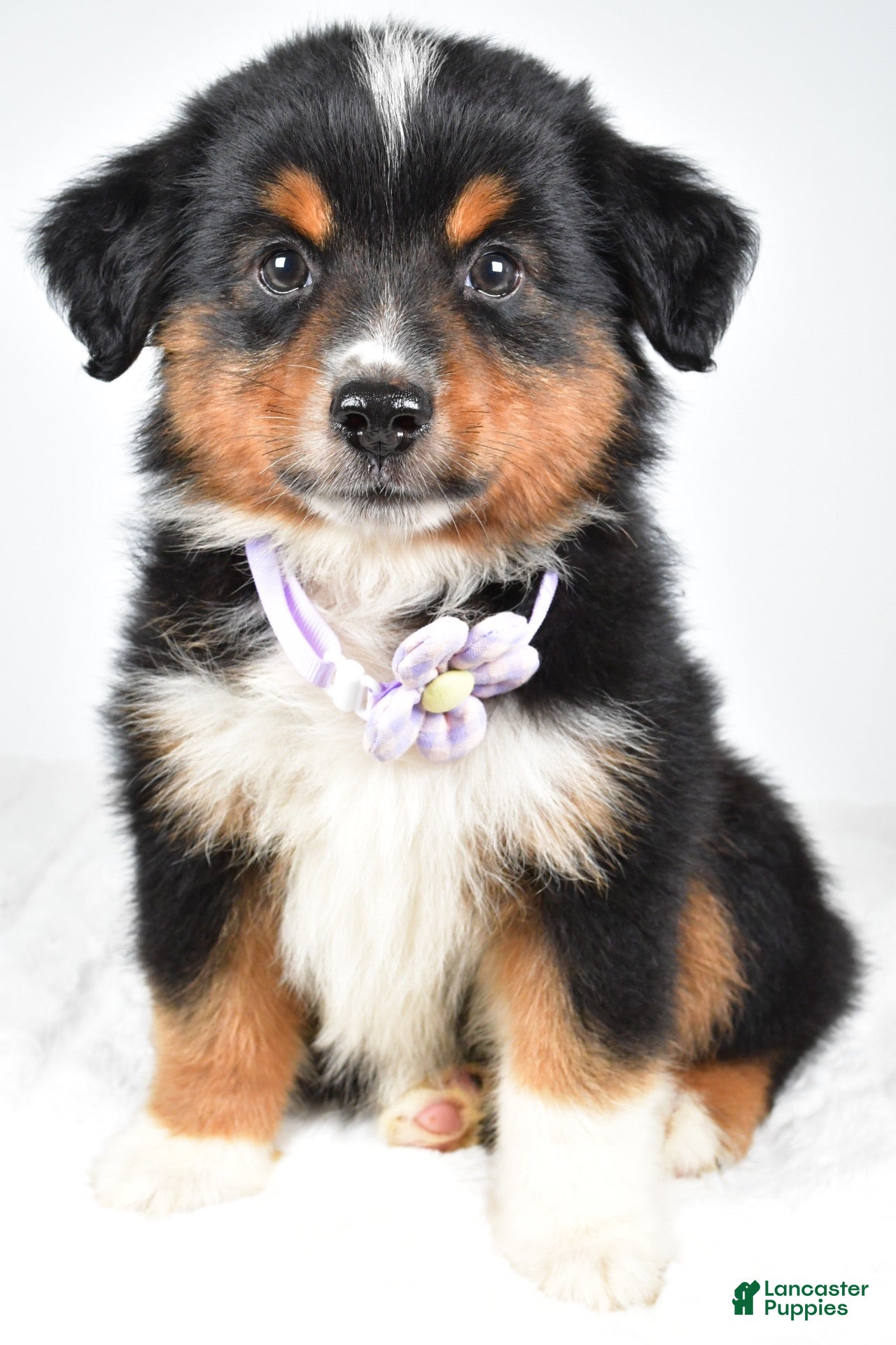 Miniature Australian Shepherd dogs Addison - Ad 1