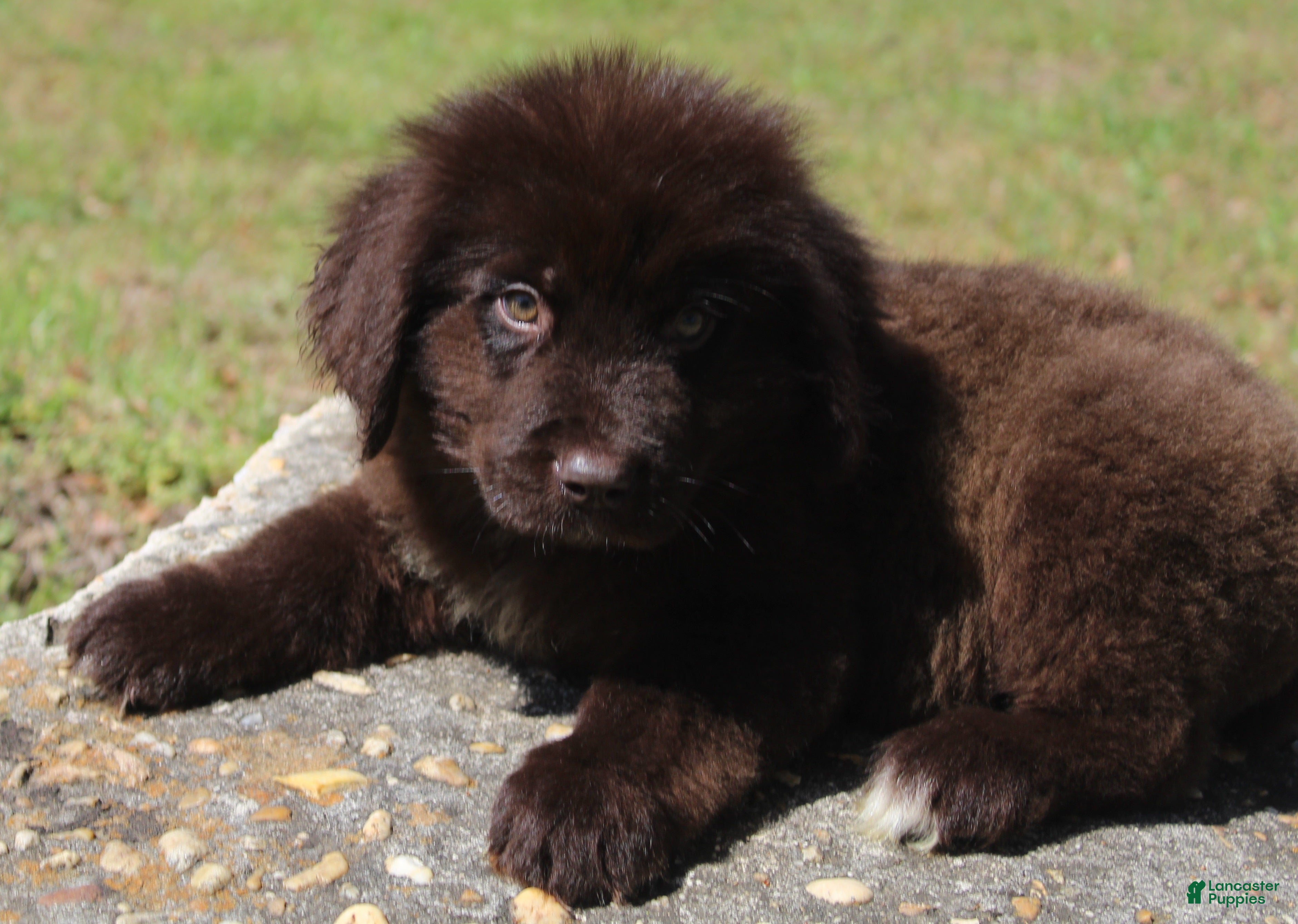 Newfoundland dogs Charlie - Ad 3