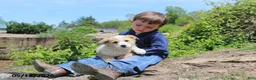 Mixed Breed dogs for sale: Ollie - Ad 5