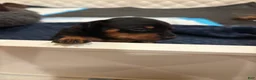 Miniature Pinscher dogs for sale: Miniature Pinscher Puppy 2 - Ad 3