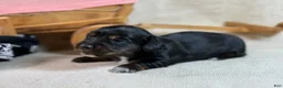 Miniature Dachshund dogs for sale: Black girl - Ad 14