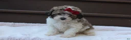 Miniature Poodle dogs for sale: Daisy - Ad 5