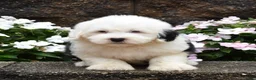 Old English Sheepdog dogs for sale: Mario - Ad 1