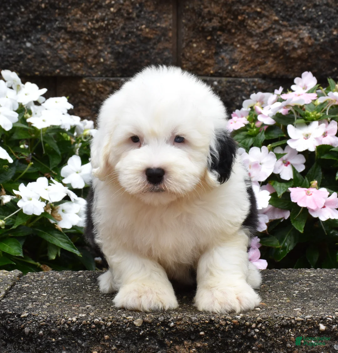 Old English Sheepdog dogs for sale: Mario - Ad 1