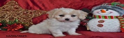 Cavachon dogs for sale: Fern Juliet - Ad 4