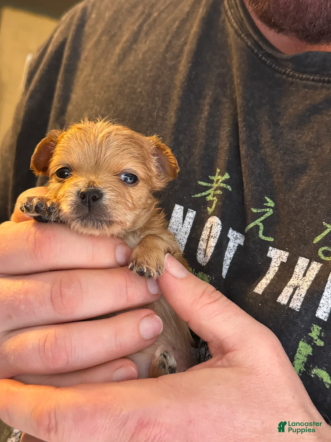 Chihuahua dogs for sale: Brandy  - Ad 30