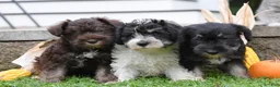 Miniature Schnauzer dogs for sale: Diamond - Ad 4