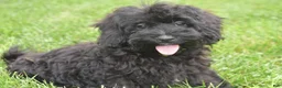 Maltipoo dogs for sale: Piper - Ad 1