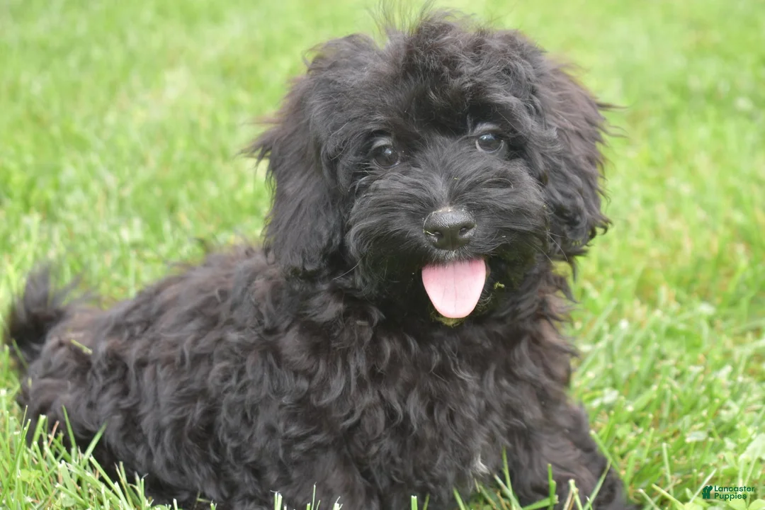 Maltipoo dogs for sale: Piper - Ad 1