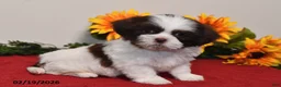 Shih Tzu dogs for sale: Archie - Ad 4