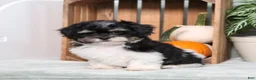 Teddy Bear dogs for sale: Yesterday - Ad 3