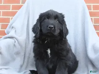 Newfoundland dogs for sale: Moose - Ad 1