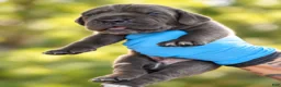 Cane Corso dogs for sale: Legend - Ad 3