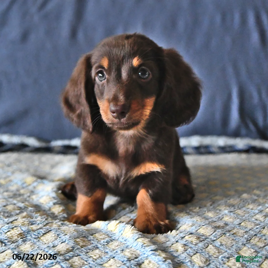 Miniature Dachshund dogs for sale: Echo - Ad 1