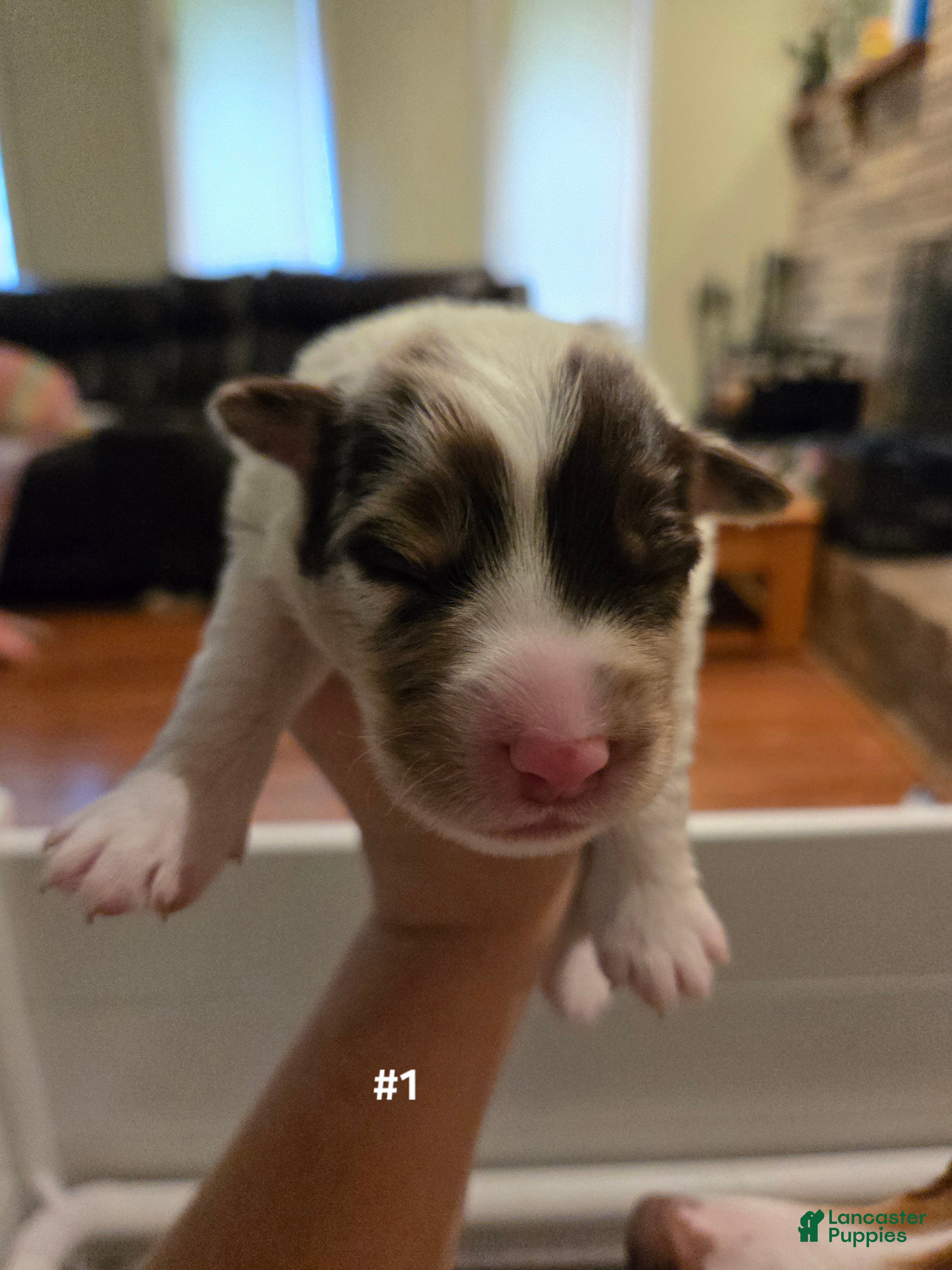 Australian Shepherd dogs Australian Shepherd 1 - Ad 40