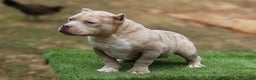 American Bully dogs for sale: Lilac Merle Micro Male  - Ad 2