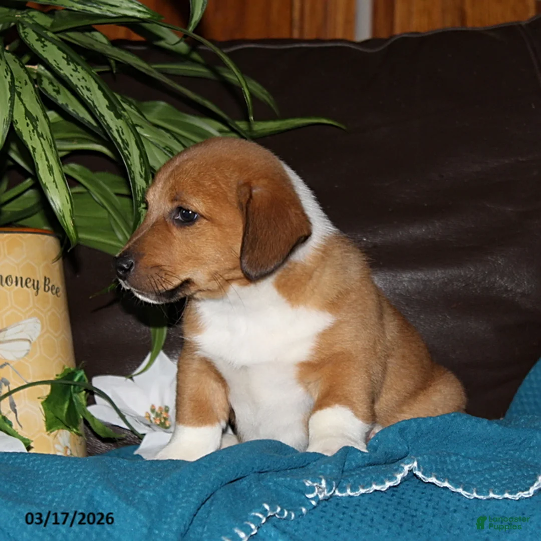 Mixed Breed dogs for sale: Rover - Ad 5