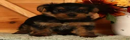 Yorkshire Terrier dogs for sale: Wags - Ad 2