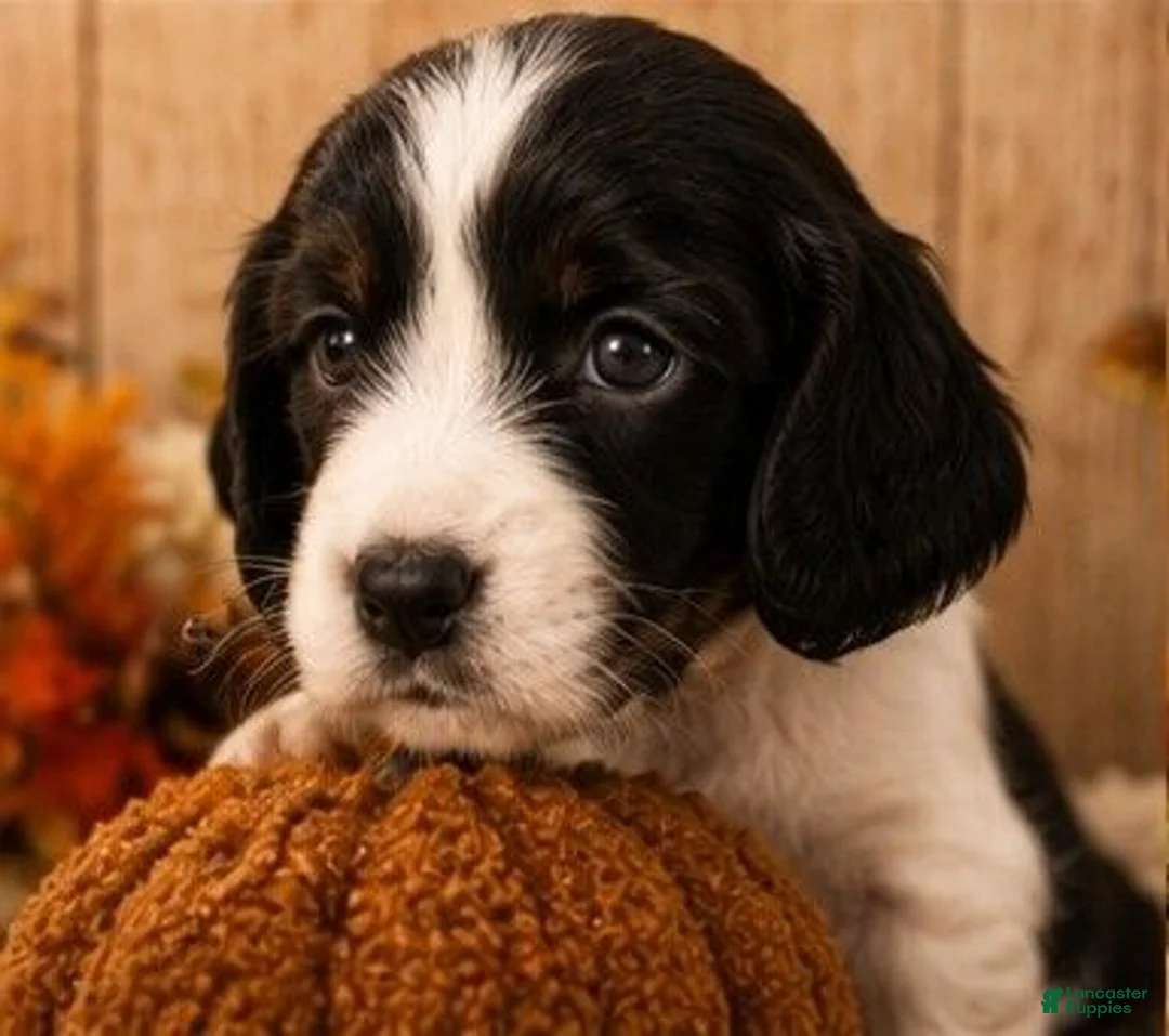 English Springer Spaniel dogs for sale: Elfie - Ad 5