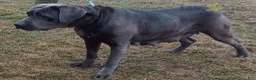 Cane Corso dogs for sale: Dozer - Ad 6