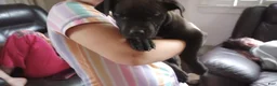 American Bully dogs for sale: Carter Starocci - Ad 3