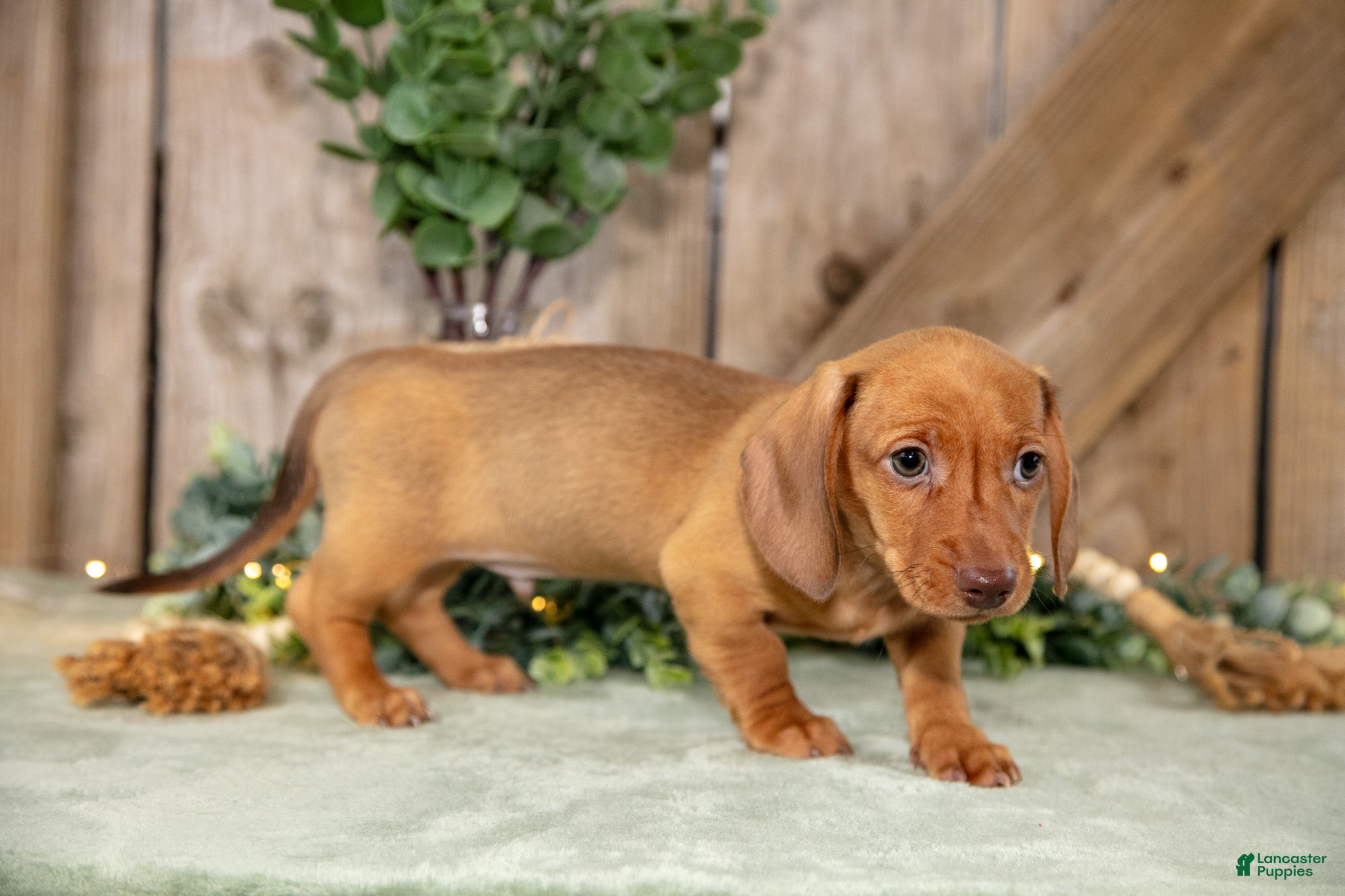 Miniature Dachshund dogs Archie - Ad 2
