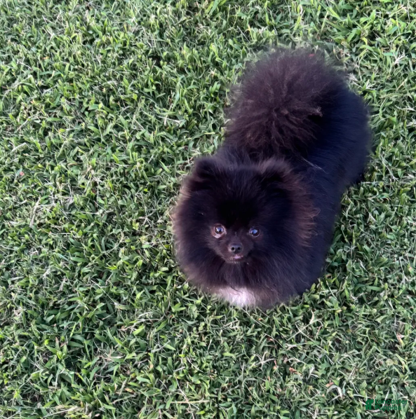 Pomeranian dogs for sale: Kyler  - Ad 3