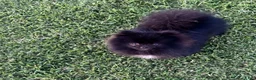 Pomeranian dogs for sale: Kyler  - Ad 1