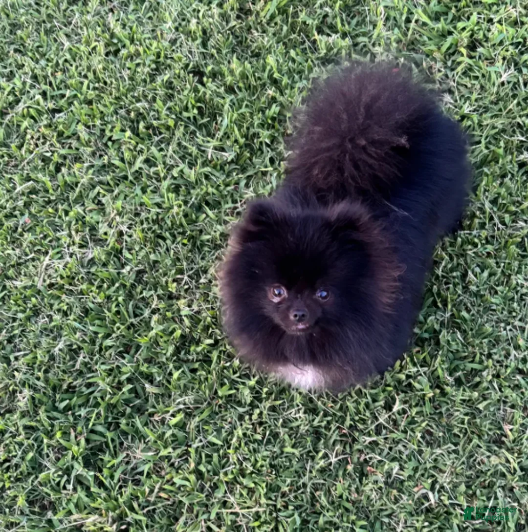 Pomeranian dogs for sale: Kyler  - Ad 1
