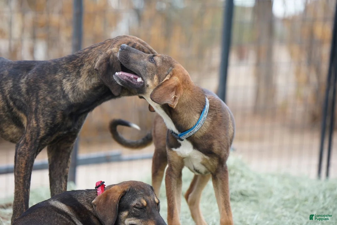 Mixed Breed dogs for sale: Pluto Tiscar Farm Dog - Ad 3