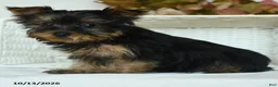 Yorkshire Terrier dogs for sale: Tojo - Ad 3