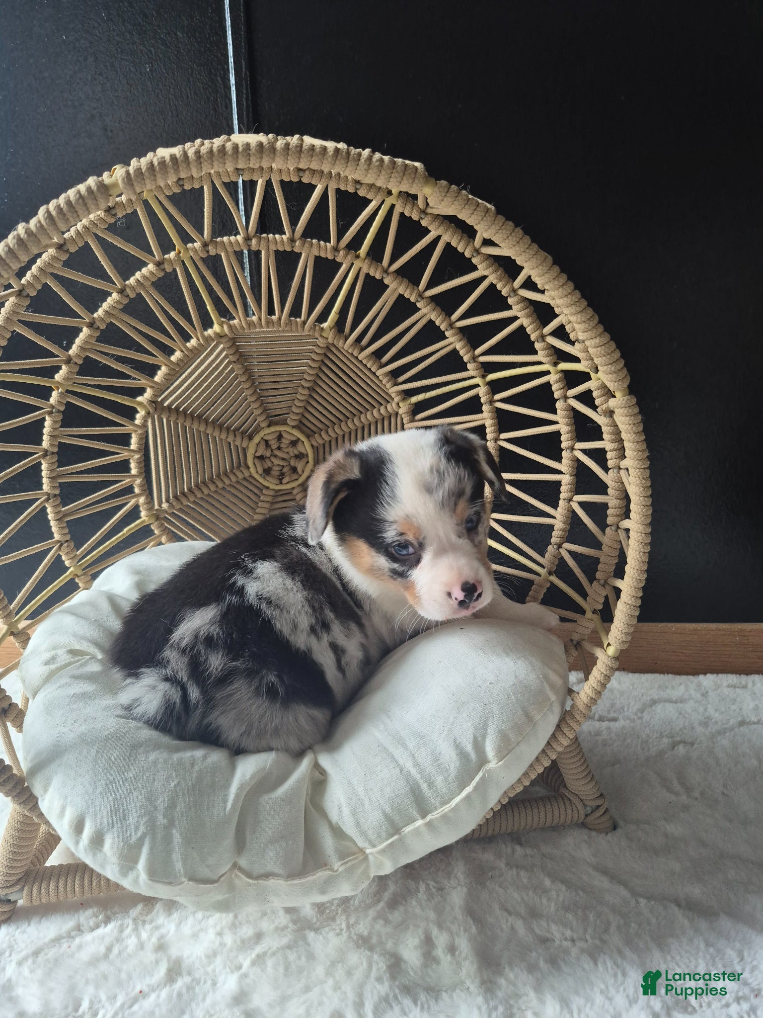 Welsh Corgi Pembroke dogs for sale: Otis - Ad 2